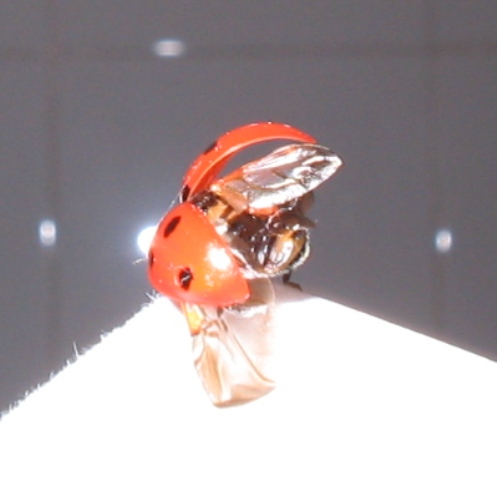 Coccinella in decollo:Coccinella septempunctata